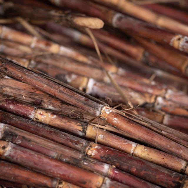 From light and uncomplicated to rich and treacly, rum all starts with sugarcane